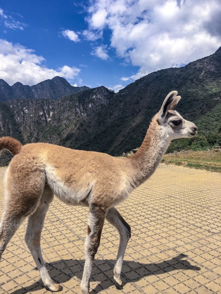 Machu Picchu Tour Erfahrung